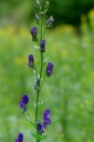 IMGP0300-1024.jpg