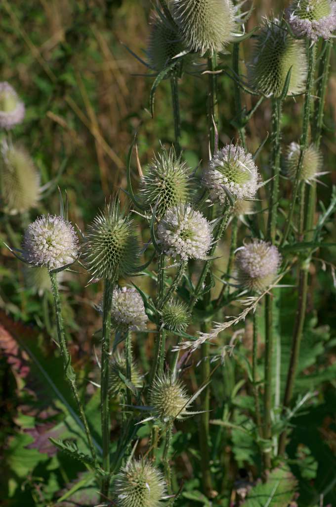 IMGP0605-1024.jpg