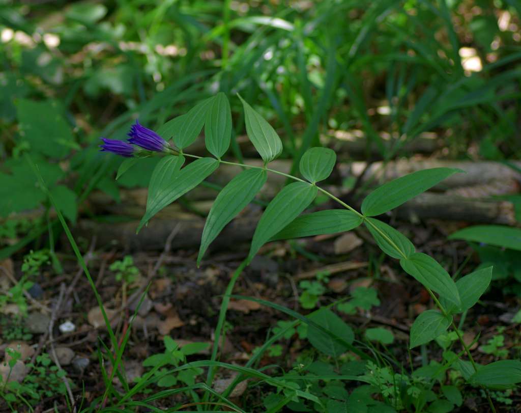 IMGP0922-1024.jpg