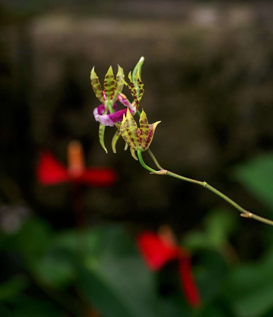 IMGP0972-1024.jpg
