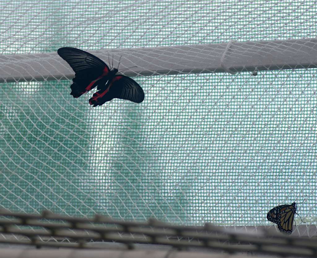 IMGP0989-1024.jpg