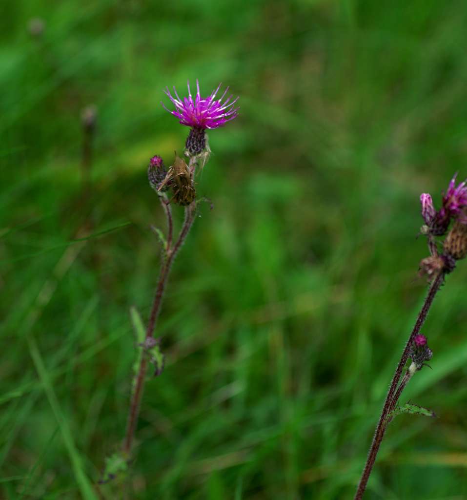 IMGP1102-1024.jpg
