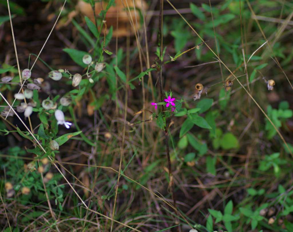 IMGP1150-1024.jpg