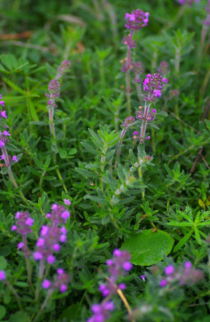 IMGP1209-1024.jpg