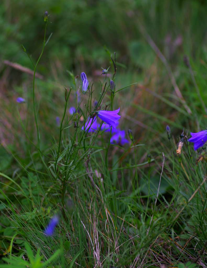 IMGP1211-1024.jpg