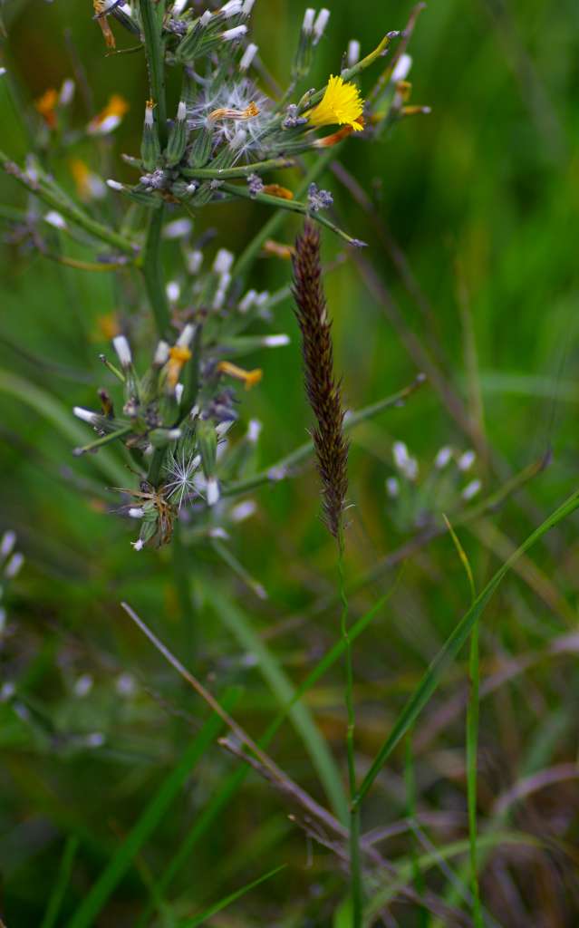 IMGP1213-1024.jpg