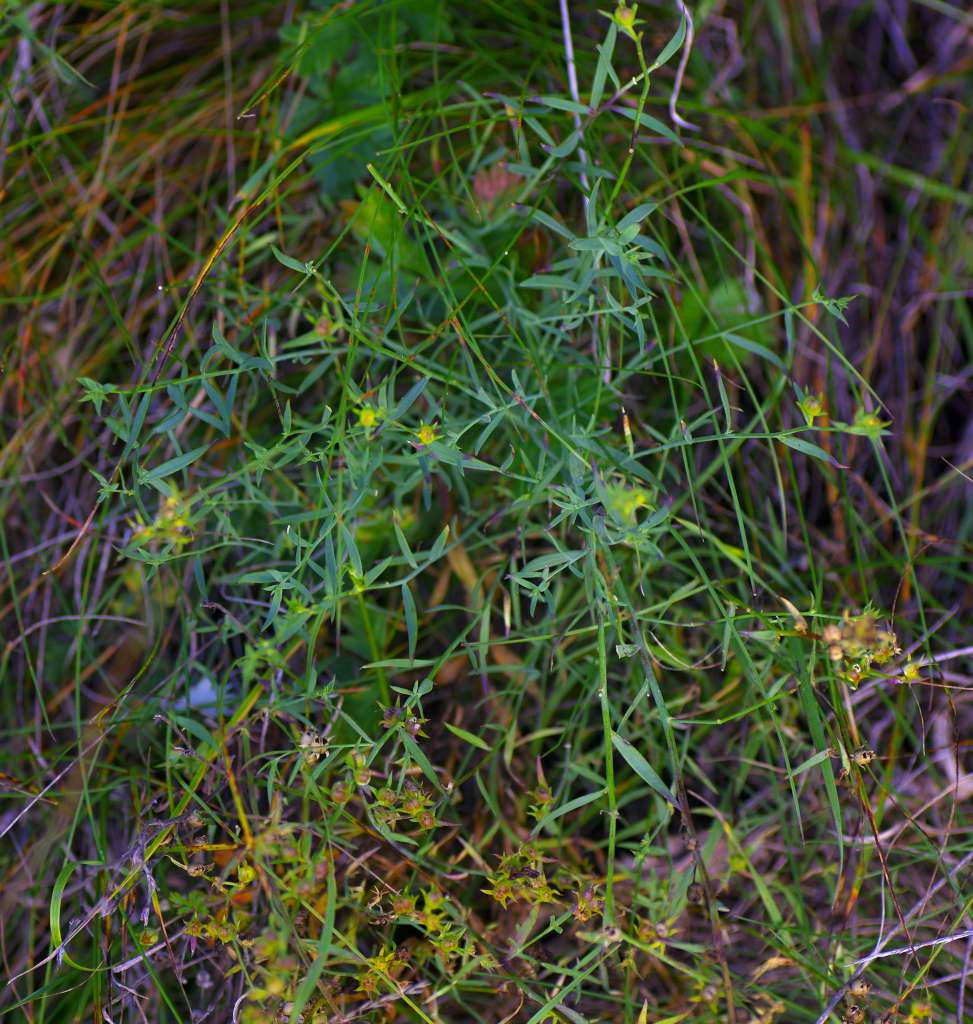 IMGP1402-1024.jpg