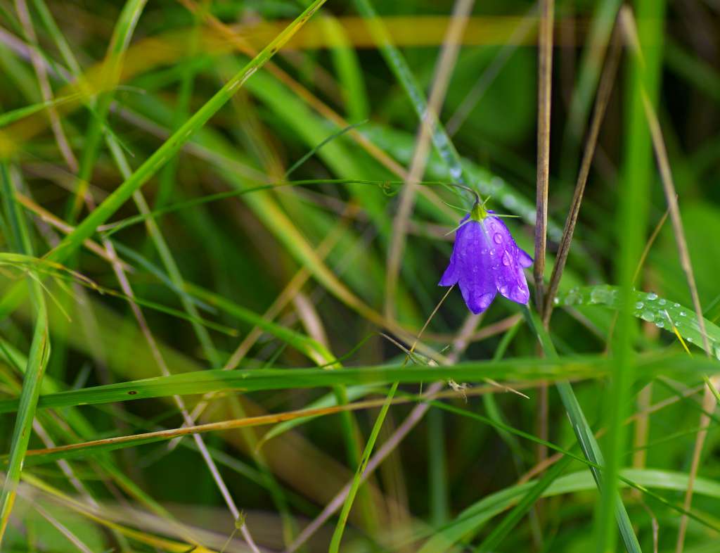 IMGP1436-1024.jpg