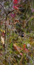 IMGP1816-1024.jpg