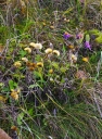 IMGP1817-1024.jpg