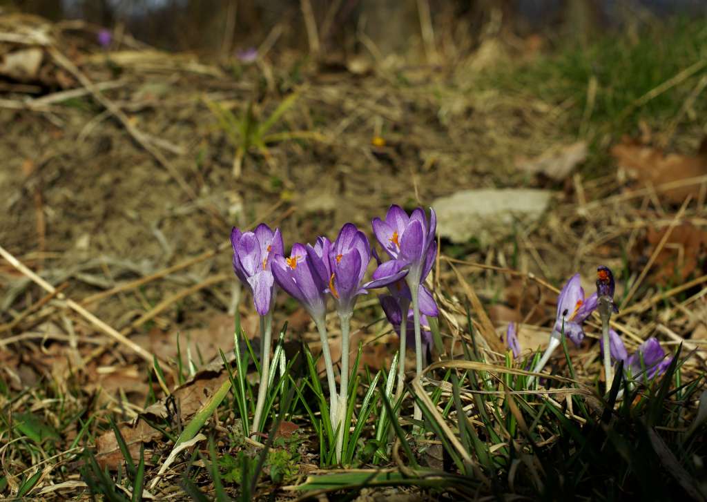 IMGP2191-1024~0.jpg