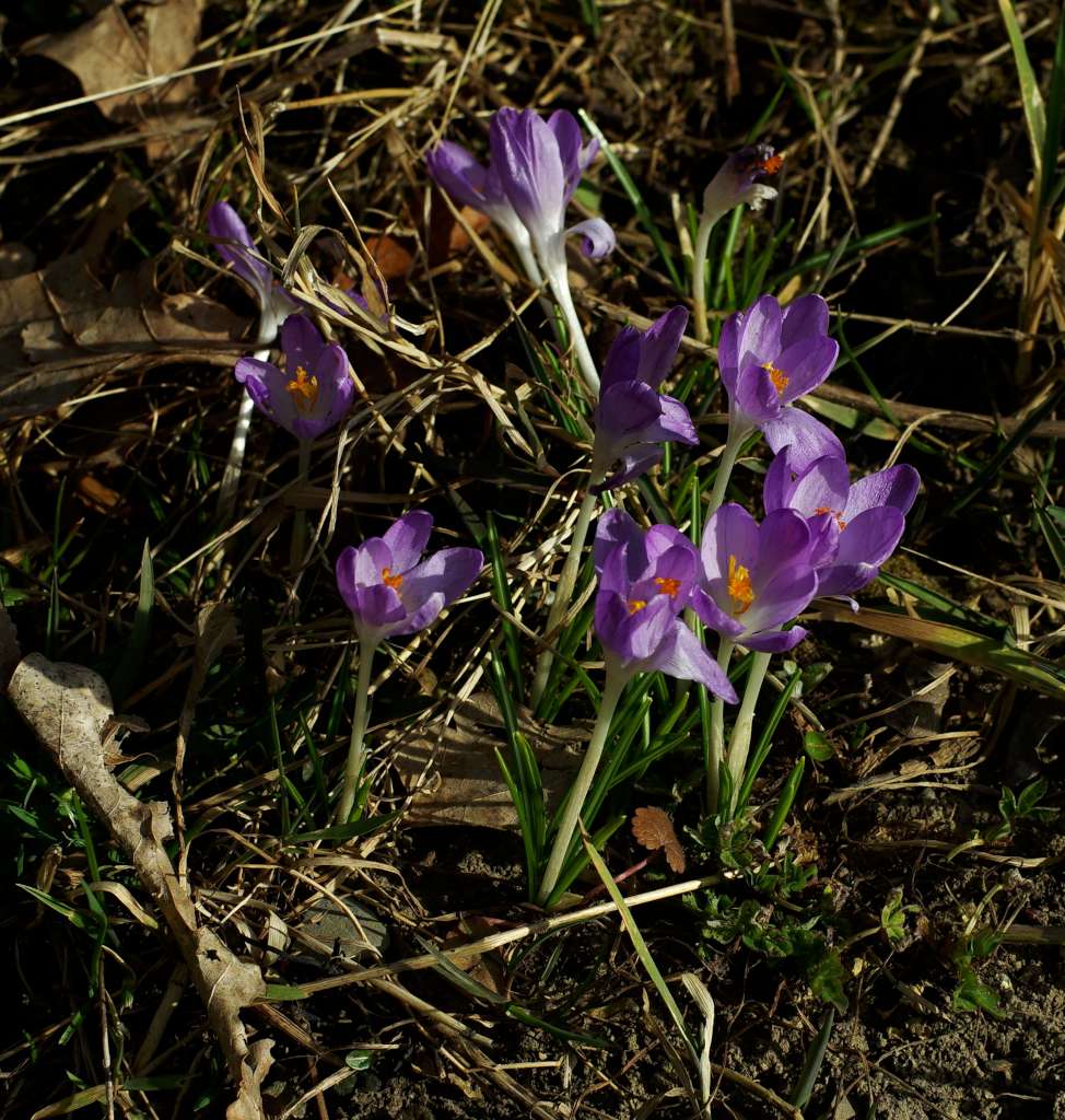 IMGP2198-1024~0.jpg