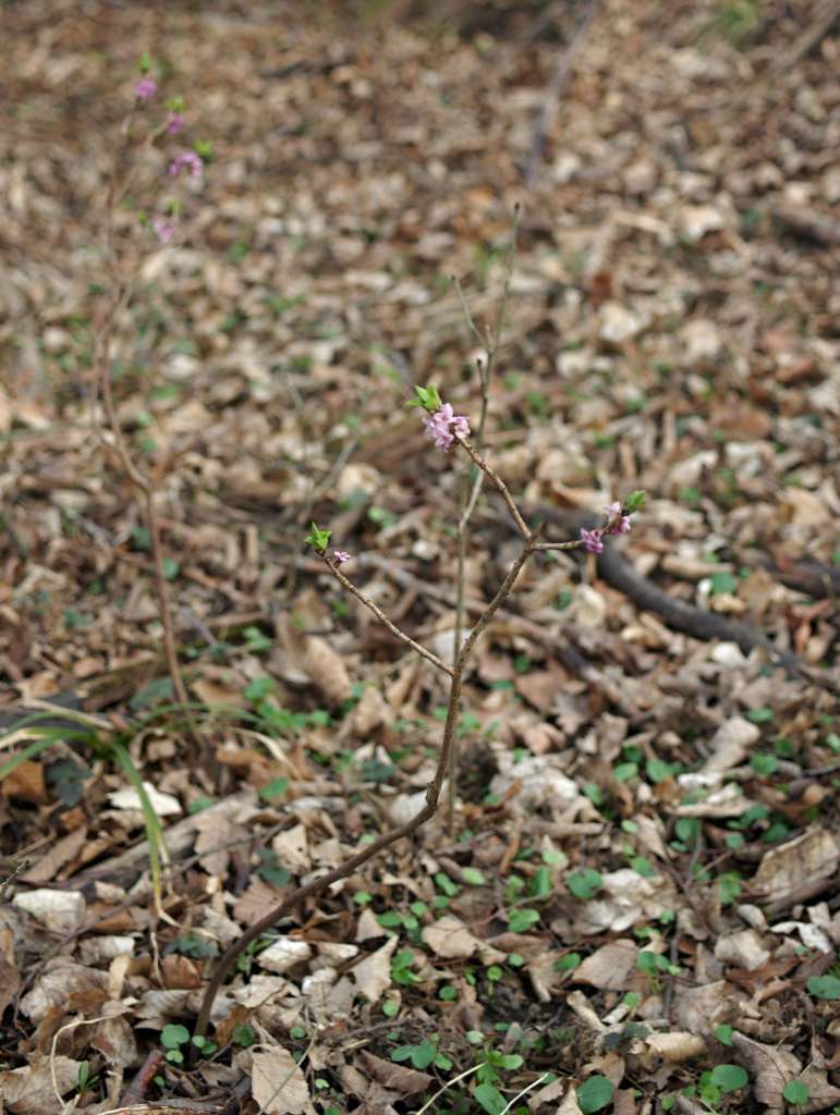 IMGP2253-1024~0.jpg