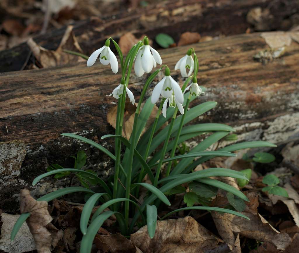 IMGP2258-1024~0.jpg