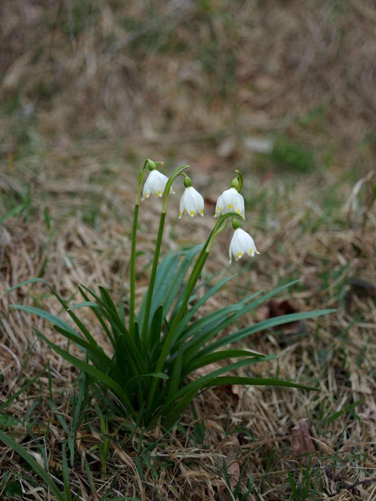 IMGP2379-1024~0.jpg