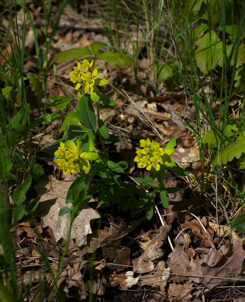 IMGP3097-1024.jpg
