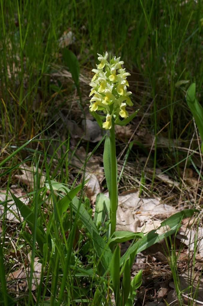 IMGP3116-1024.jpg