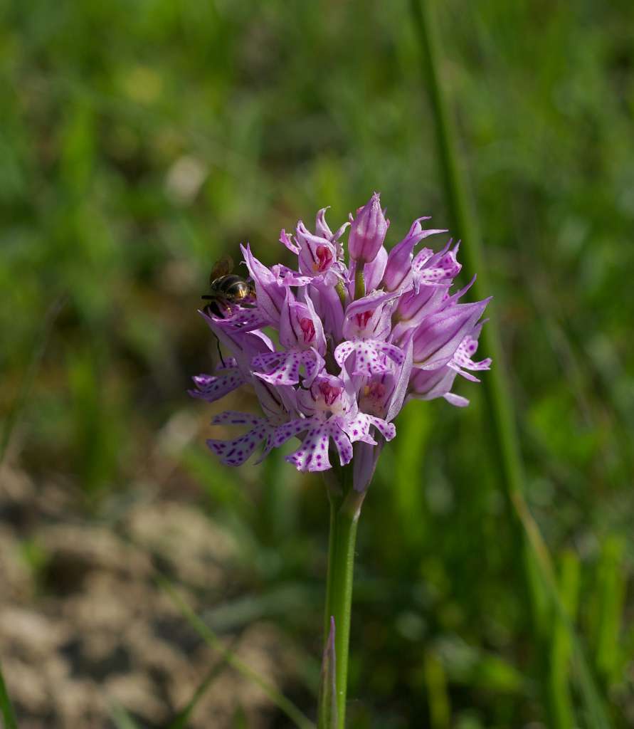 IMGP3146-1024.jpg