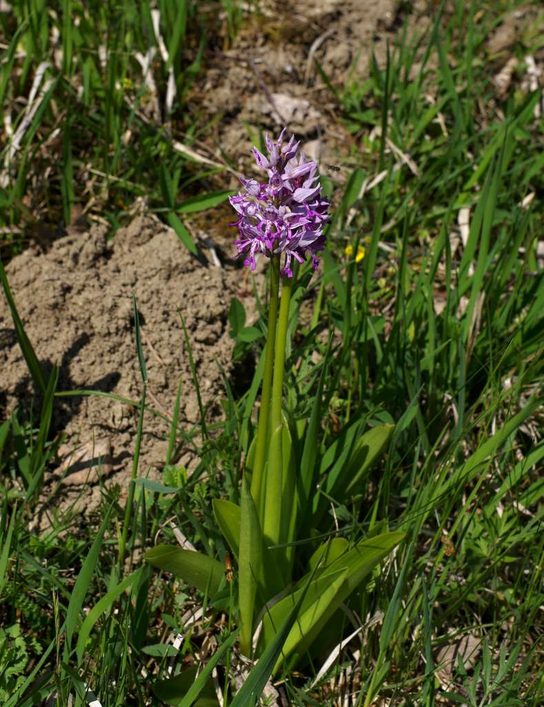 IMGP3160-1024.jpg