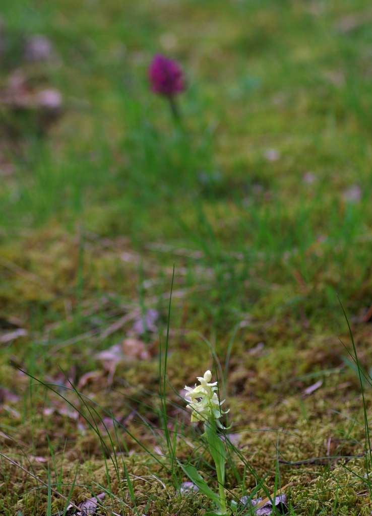 IMGP3690-1024.jpg
