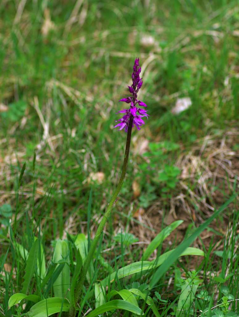 IMGP3692-1024.jpg