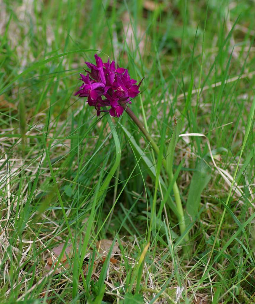 IMGP3693-1024.jpg