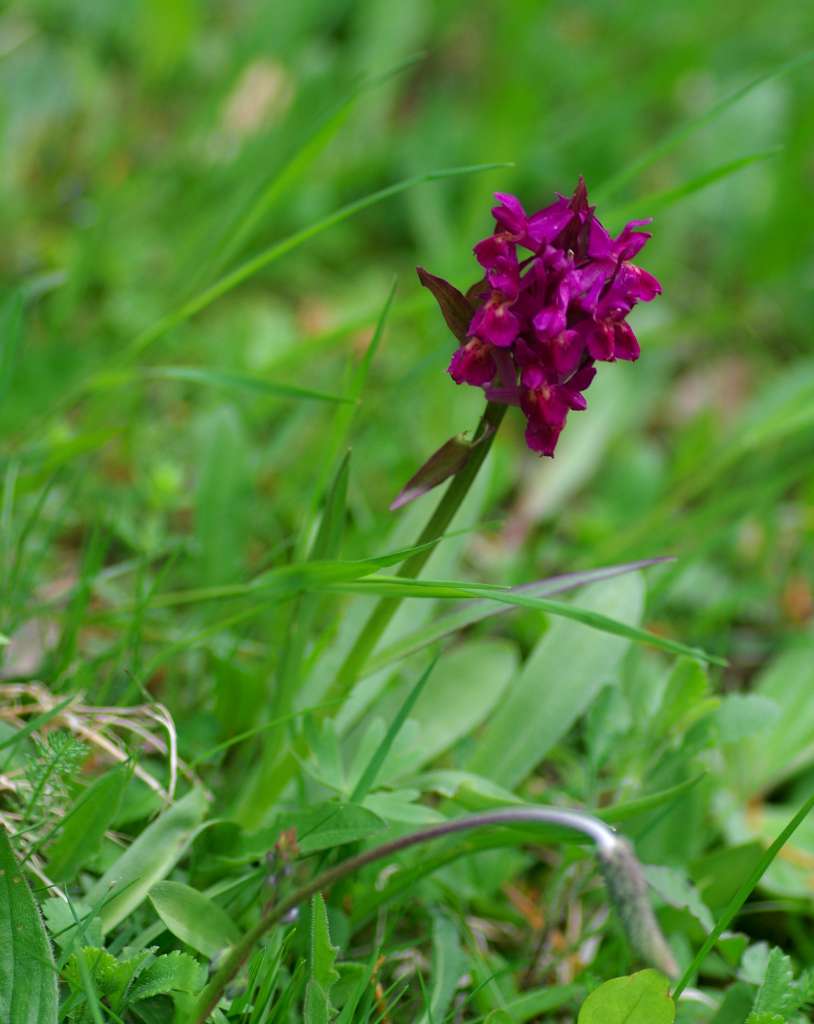 IMGP3697-1024.jpg