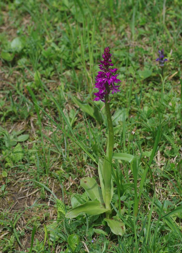 IMGP3738-1024.jpg