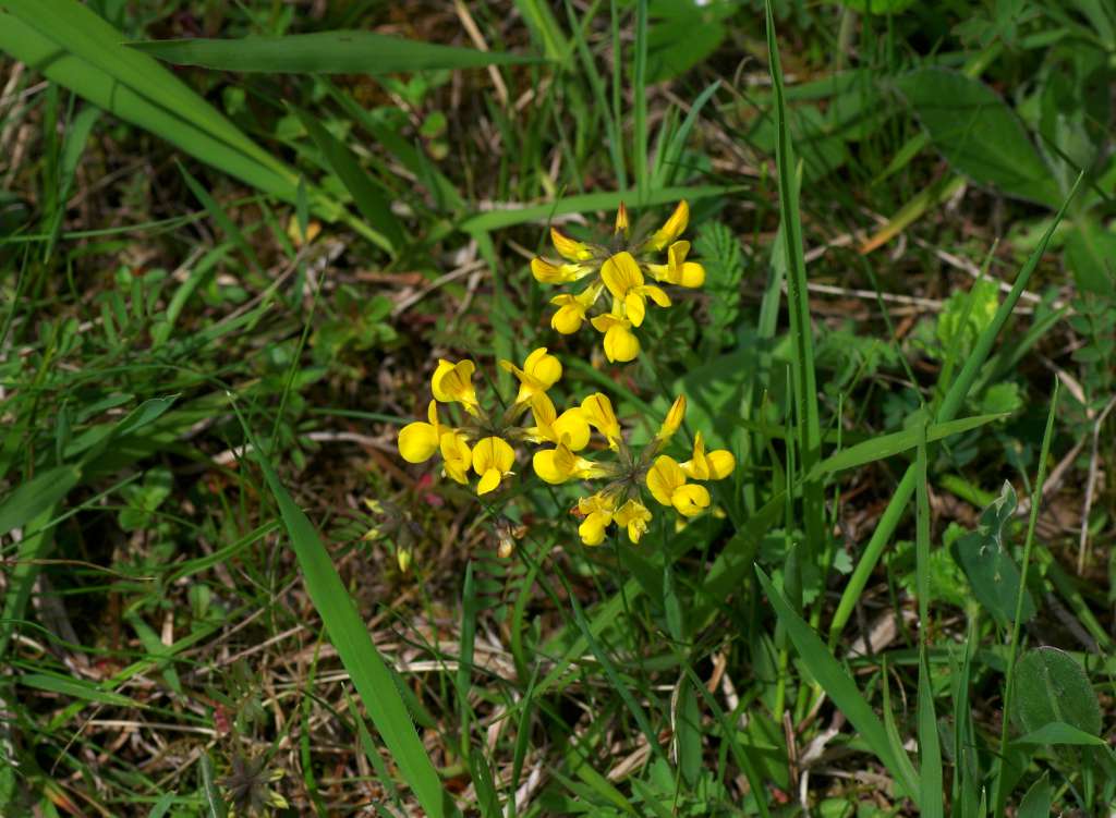 IMGP3740-1024.jpg