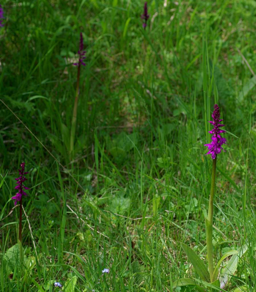IMGP3744-1024.jpg