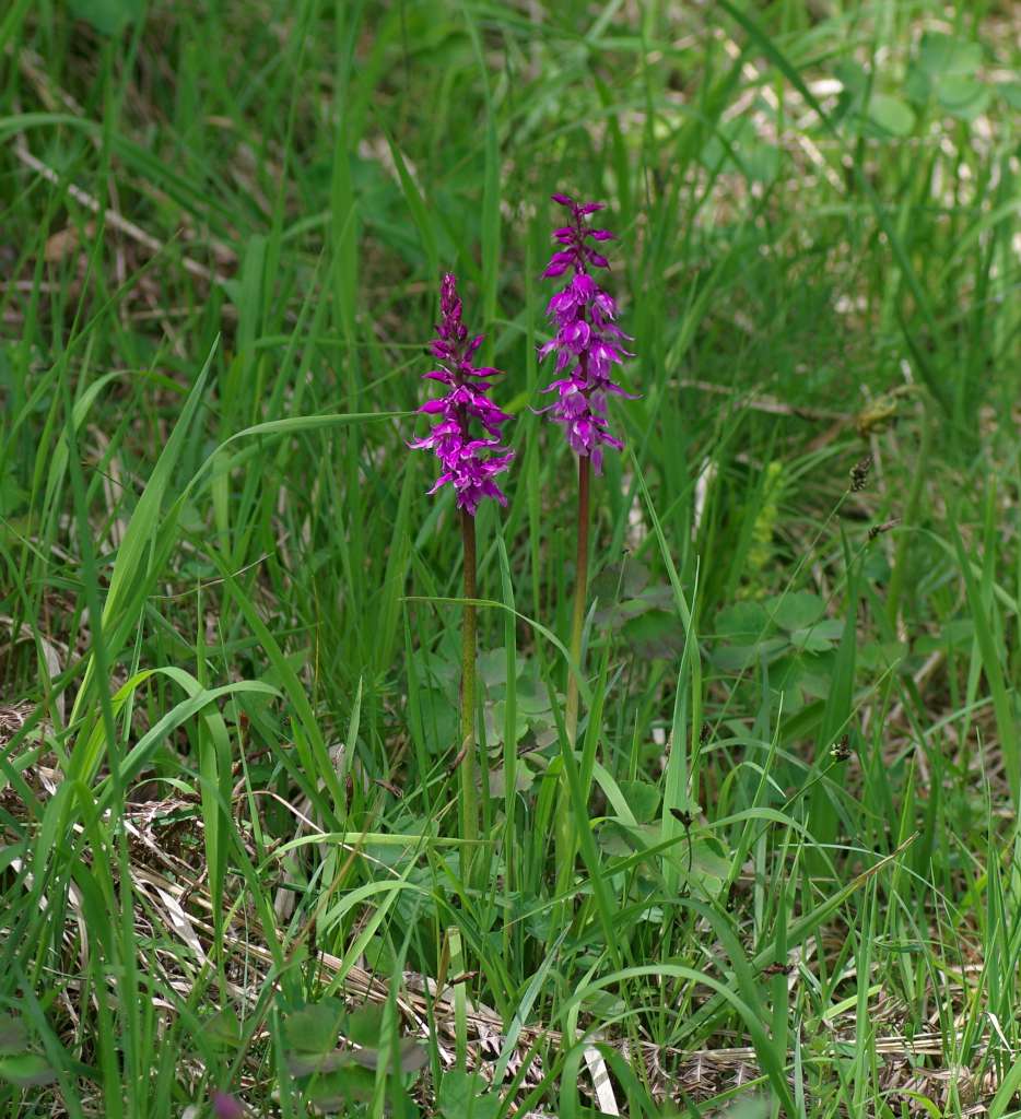 IMGP3746-1024.jpg