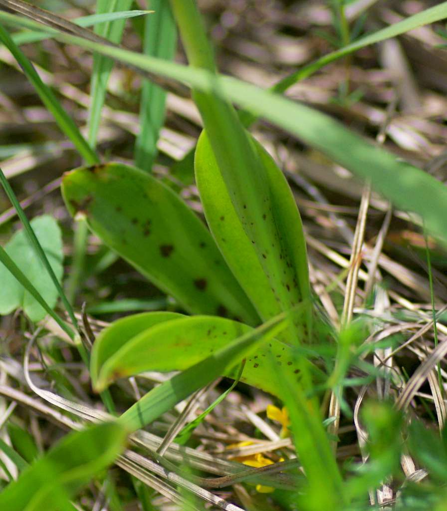 IMGP3779-1024.jpg