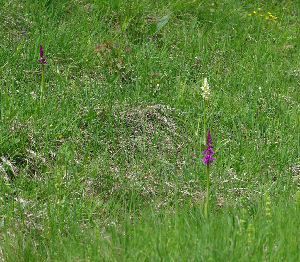 IMGP3785-1024.jpg