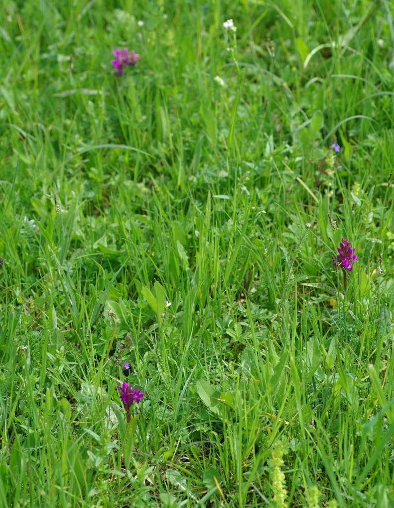 IMGP3790-1024.jpg