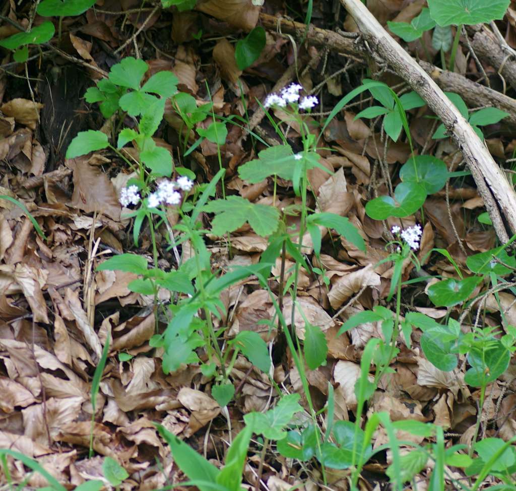 IMGP3815-1024.jpg