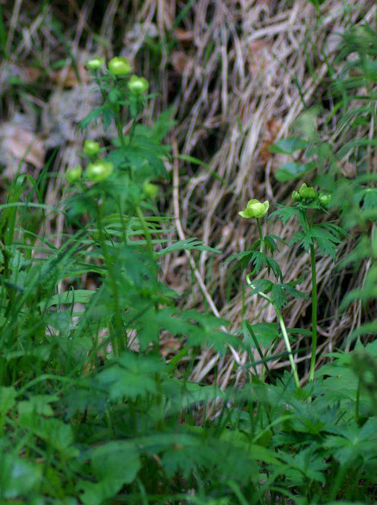 IMGP3816-1024.jpg
