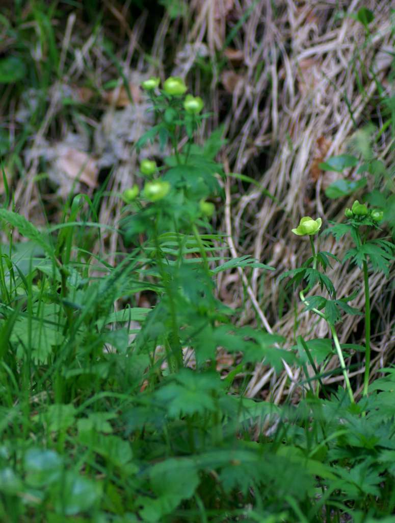 IMGP3817-1024.jpg