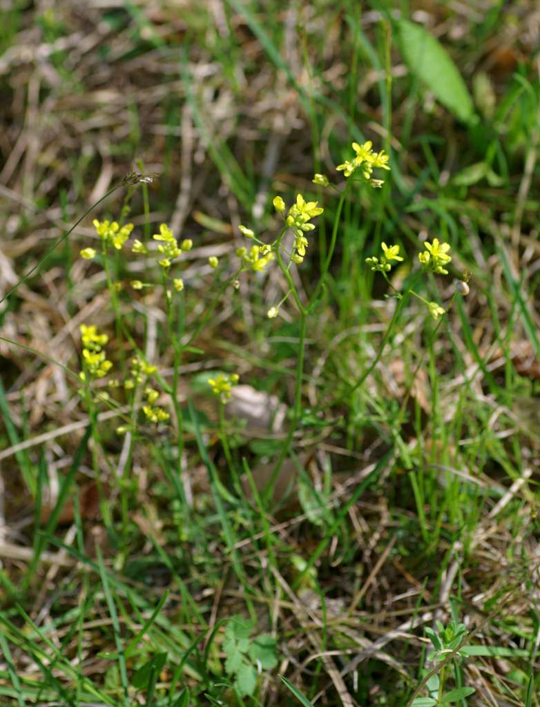 IMGP3843-1024.jpg