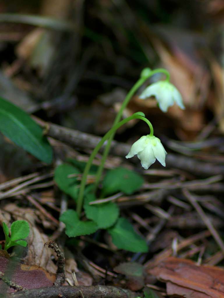 IMGP3904-1024.jpg