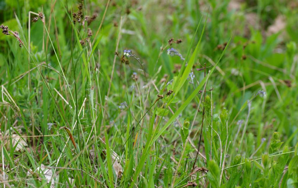 IMGP3394-1024.jpg