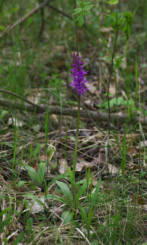 IMGP3415-1024.jpg
