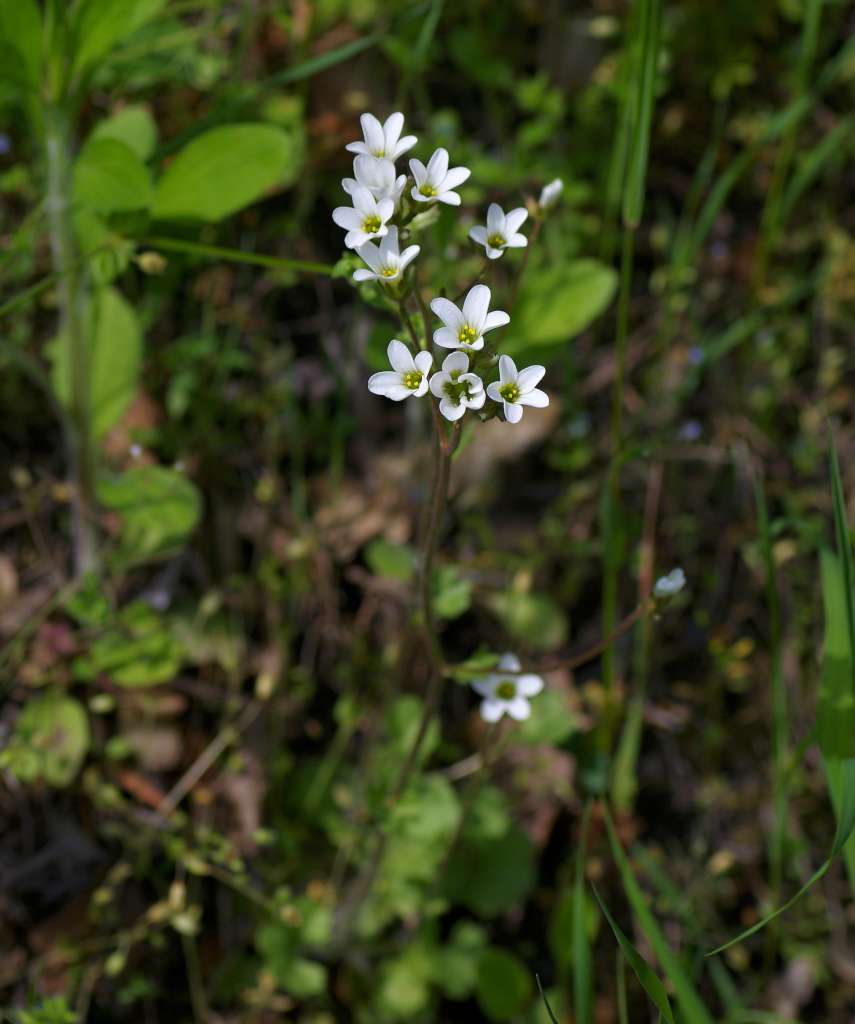 IMGP3421-1024.jpg
