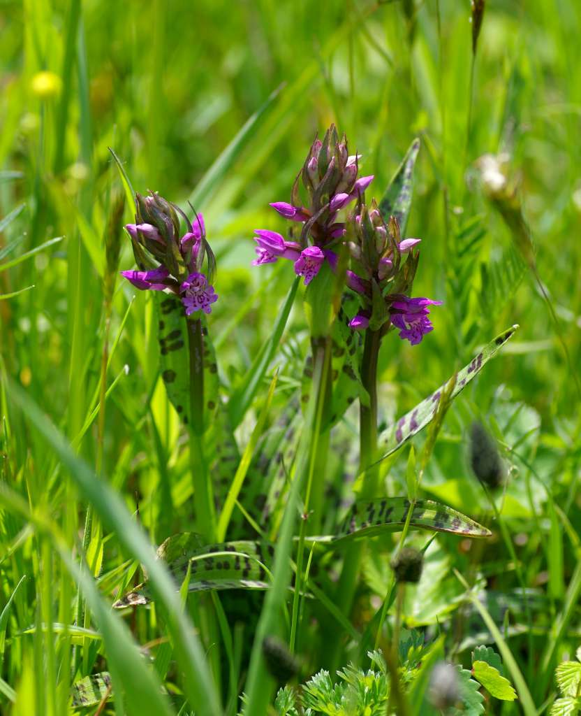 IMGP3434-1024.jpg