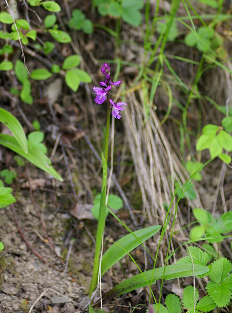 IMGP3448-1024.jpg