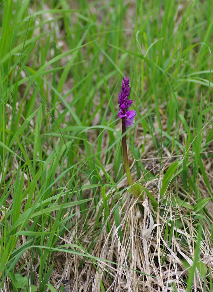 IMGP3452-1024.jpg