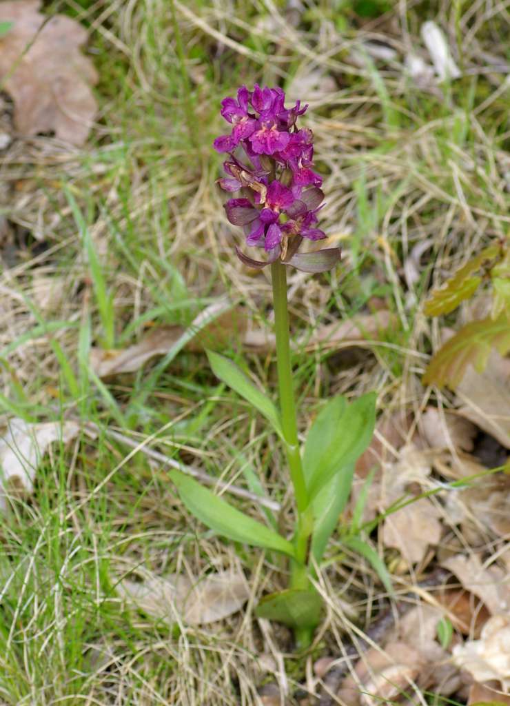 IMGP3489-1024.jpg