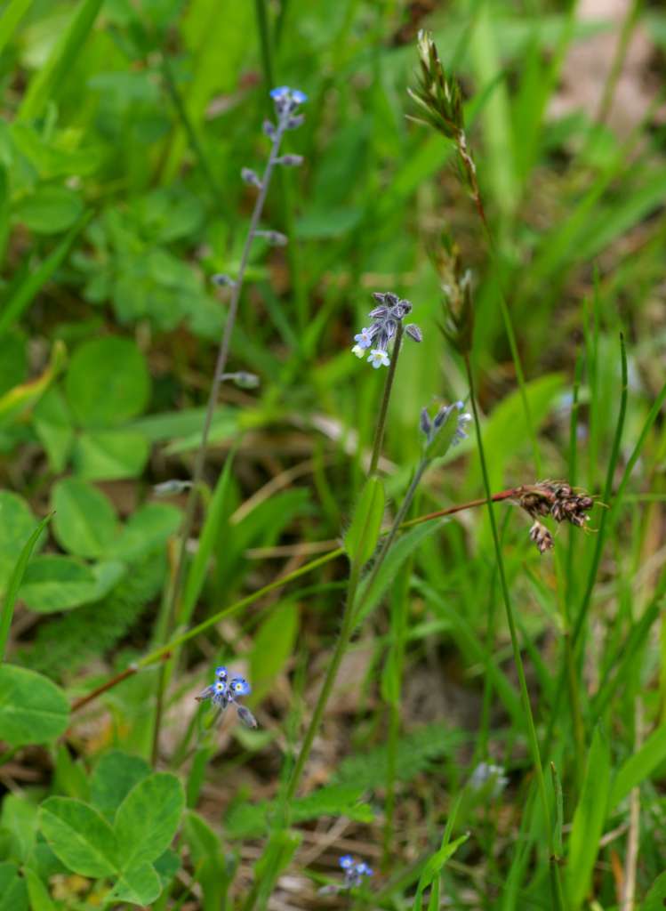IMGP3491-1024.jpg
