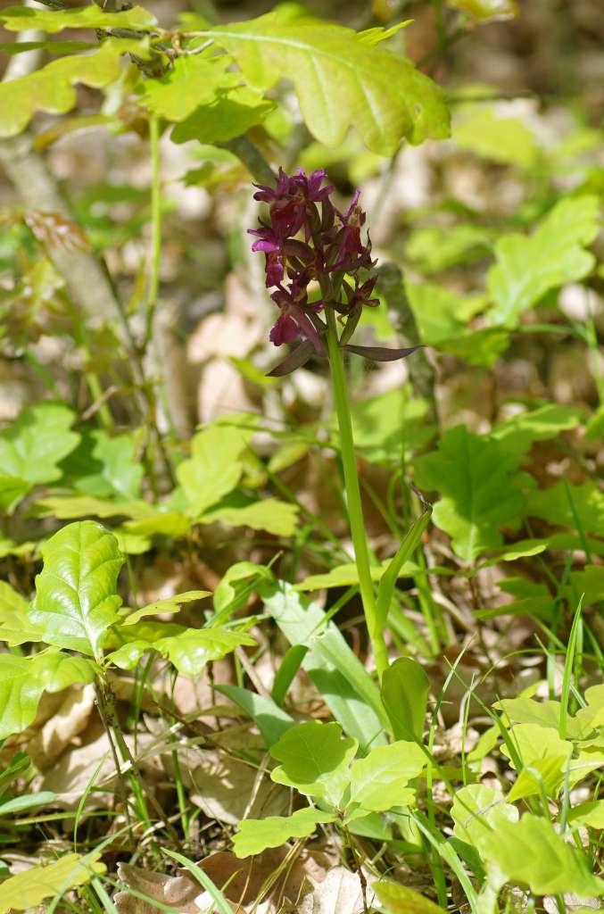 IMGP3512-1024.jpg