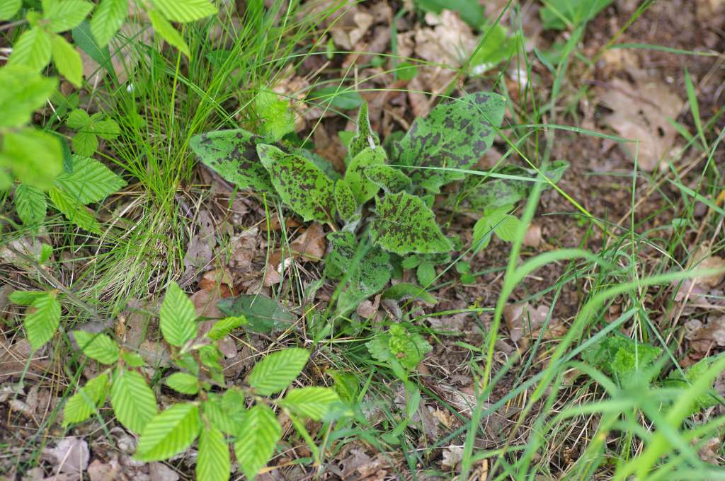 IMGP3527-1024.jpg