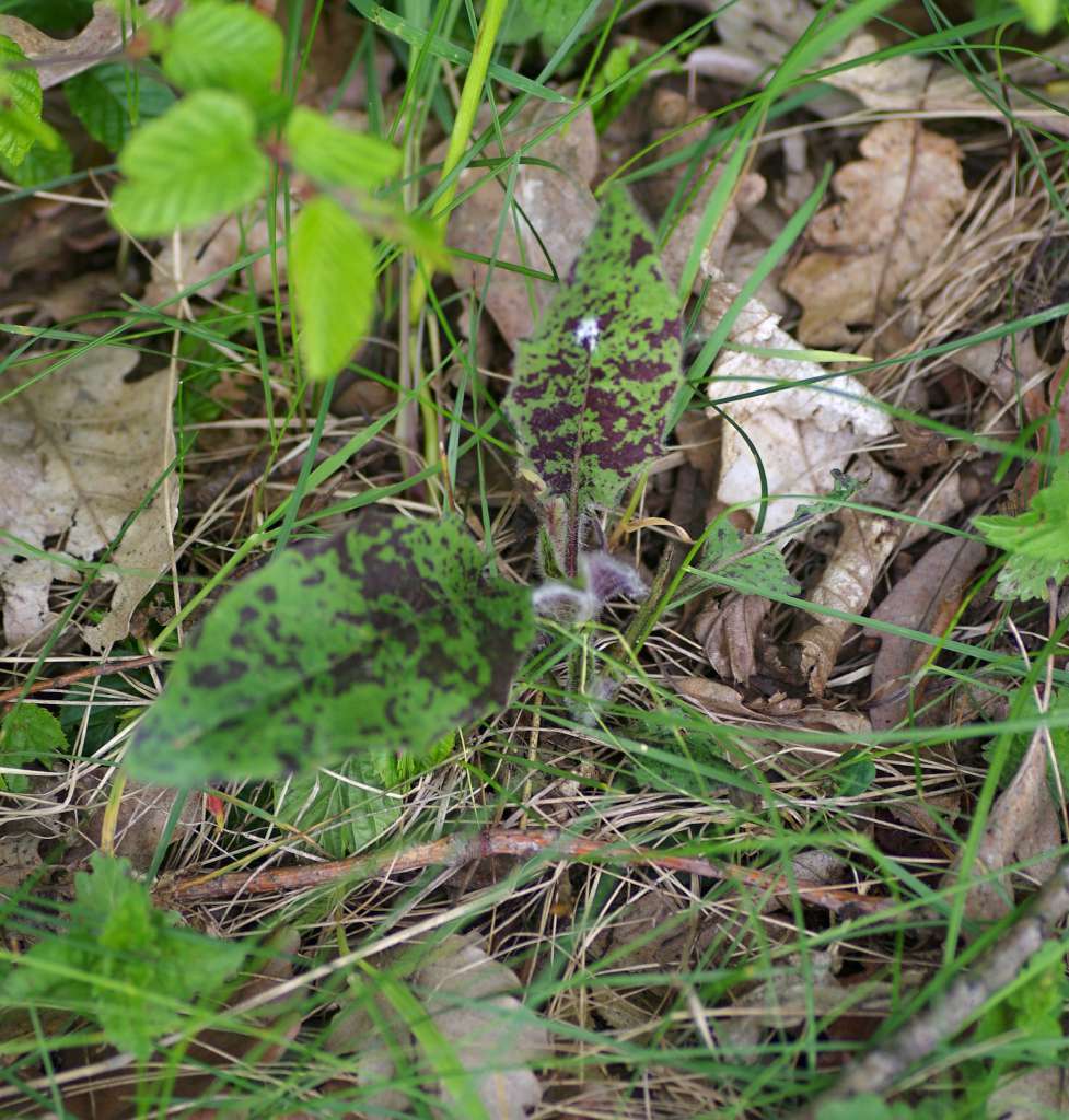 IMGP3529-1024.jpg